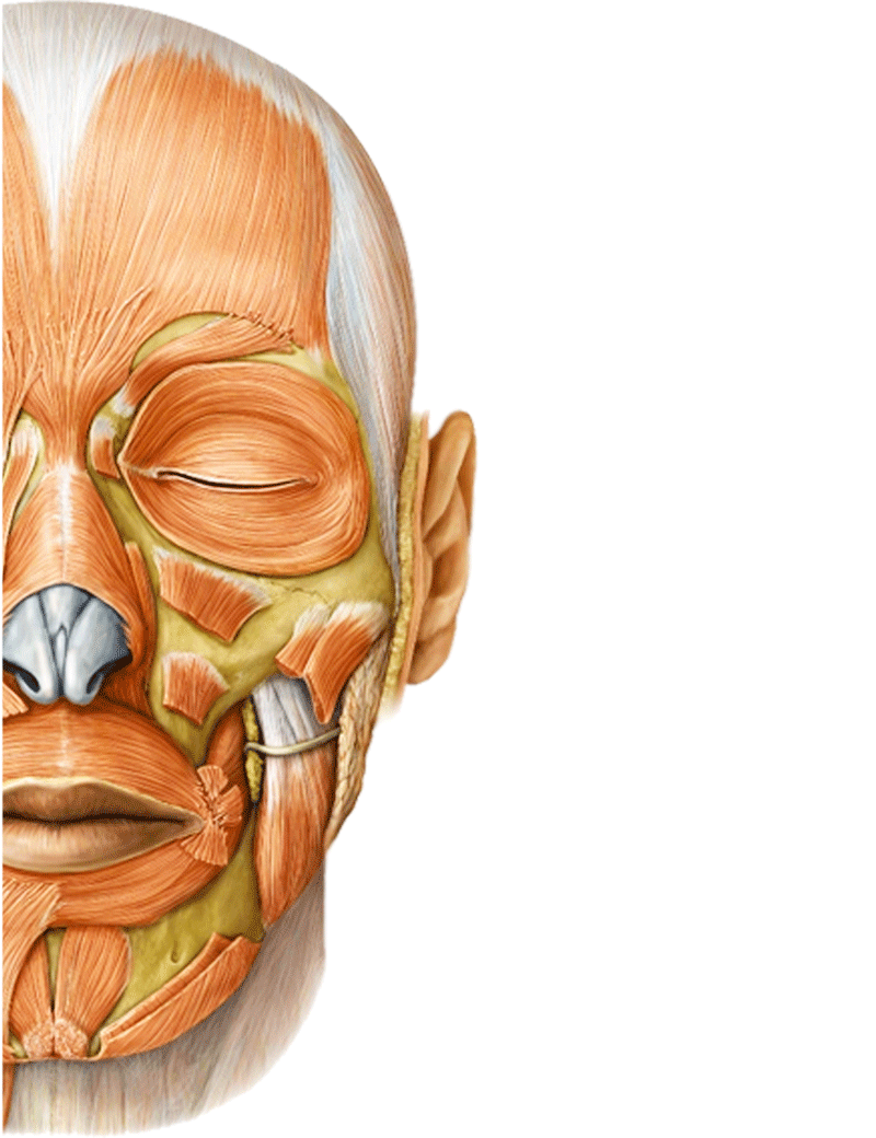 zumbido no ouvido 4 - Biosom